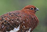 Willow Ptarmigan